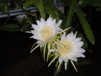 夜に咲く花 2011/08/22 00:59:43