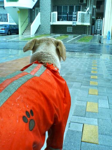 雨はイヤだワン・・・