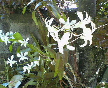 ランの花✿