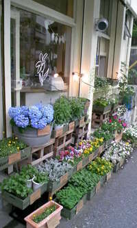 またまた鉢物入荷！！ 2008/04/11 17:00:48