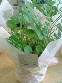 水草 2008/04/03 14:33:00