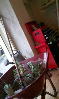 エアープランツ 2008/05/31 14:43:23