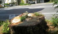 外観！！ 2009/04/15 16:08:14