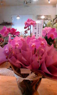 胡蝶蘭～！！ 2009/05/11 16:50:46