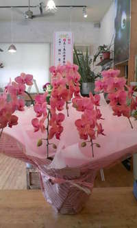 胡蝶蘭！！ 2009/05/25 12:57:24