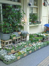 新・鉢物 2008/03/26 15:25:27