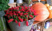 鉢物～！！ 2008/10/28 11:29:55