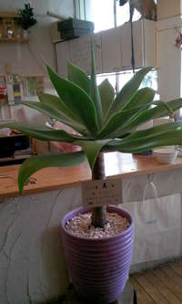 観葉植物！！ 2008/10/28 11:26:55