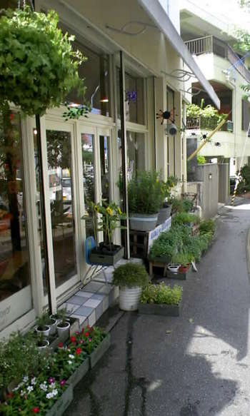 鉢物入荷！！