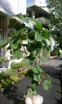 祝オープン 2008/09/03 09:48:16