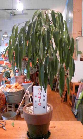 観葉植物！！