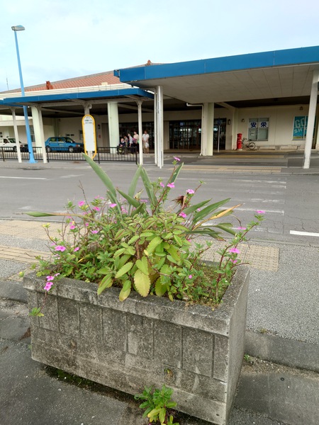 石垣市･いこいの家だより(4/6)