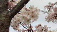 桜、満開 2016/03/31 18:07:12