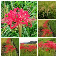 曼珠沙華の季節に 2016/09/15 00:35:49