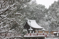 大宰府天満宮、冬の花、雪の花 2016/01/26 01:28:21