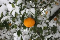 出たがりの総理、またしても騙されに行く。 2018/01/24 18:00:00