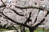 春・爛漫…福岡の桜 2017/04/15 17:49:55