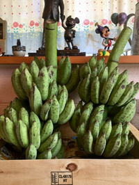 超希少バナナ商品！！！ 2019/10/10 10:42:41