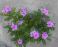ど根性日々草