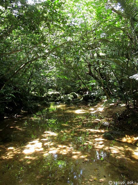 今年も石垣島の川の水、みんなで調べちゃお！