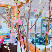 梅＆桜＆向日葵 2019/02/15 15:02:12