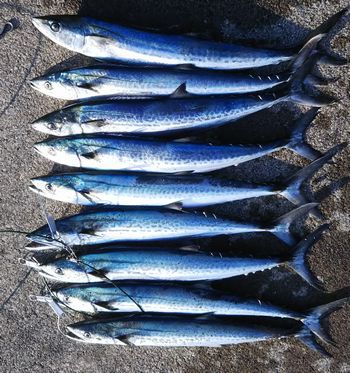 ＼(◎o◎)／  ライトショアジギングでの釣果 　＼(◎o◎)／