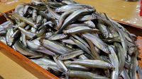 ♪♪　アツアツの塩焼き　から揚げ　天ぷらは美味い　♪♪ 2022/01/31 13:01:29
