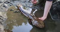 ♪♪　ええっ～　　こんなところになぜ出没　＼(◎o◎)／　♪♪ 2022/06/17 16:40:51