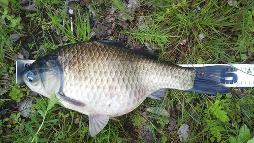 　♪♪　自己新記録　ヘラブナ（51.4センチ）を釣る　♪♪