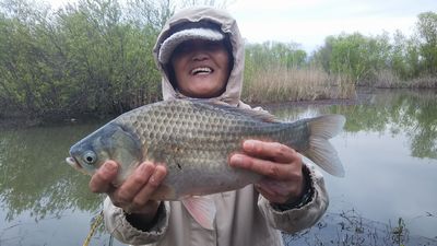 　♪♪　自己新記録　ヘラブナ（51.4センチ）を釣る　♪♪