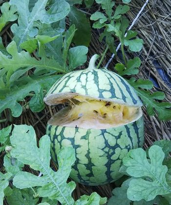 ★★　あかん　スズメバチをなめてかかってた～～　★★