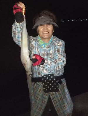 ♪♪　胴長４０センチ近いケンサキをオカッパリで　♪♪