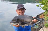 ♪♪　サイズアップ ４８・５　のチヌゲット　♪♪ 2023/06/20 13:11:06