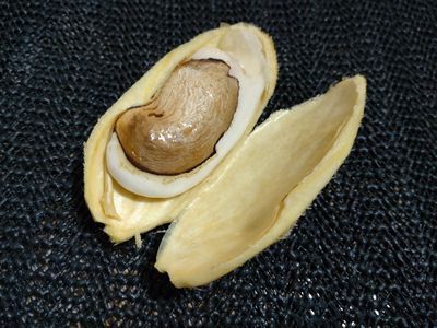 ♪♪　これって　なんだかわかりますか　？　♪♪