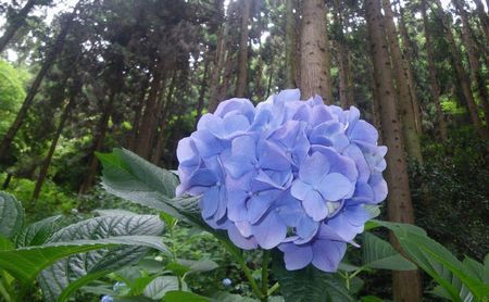 ♪♪  雨に咲く花　♪♪