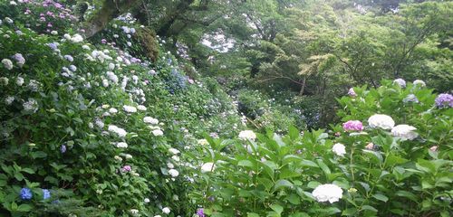 ♪♪  雨に咲く花　♪♪