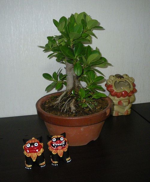 思い出のガジュマル