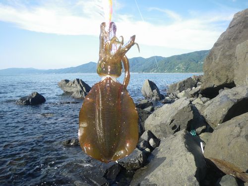 ★★　自磯からのエギング　★★