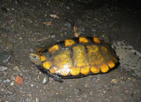 ＼(◎o◎)／  ええっ～～　　こんな所に　カメ　・・・・　＼(◎o◎)／