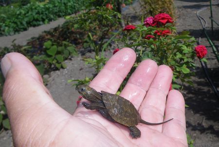 ＼(◎o◎)／  ええっ～～　　こんな所に　カメ　・・・・　＼(◎o◎)／
