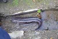 　♪♪　沖縄にこんな生き物いますか　♪♪ 2018/11/26 08:27:33