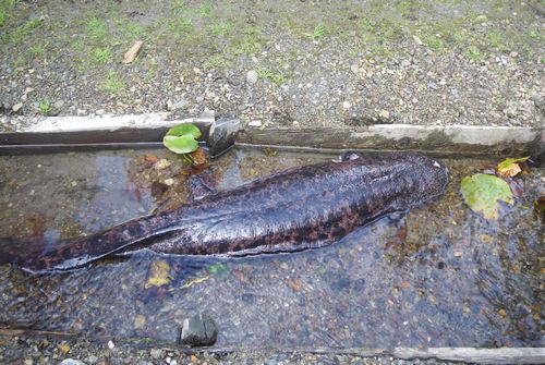 　♪♪　沖縄にこんな生き物いますか　♪♪