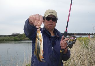 　♪♪　産卵に遡上する　ウグイ　をルア～で　・・・・・　♪♪