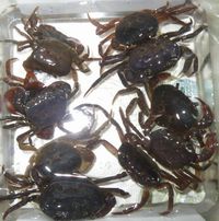 ※※　海上釣り堀でサワガニ　？　釣果は未知数　　※※ 2019/10/02 15:30:56