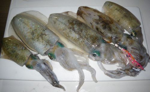 ★★　あかんっ～　私の嫁はんどうも重度の釣り依存症なってしまったのかも　★★