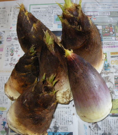 ♪♪　旬を食す　第３弾タケノコ　これで完結　♪♪