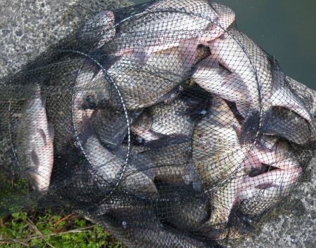 ♪♪　フナ釣り　第２弾　自己満足の世界　♪♪