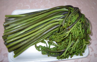 ♪♪　天然ワサビを求めて　♪♪