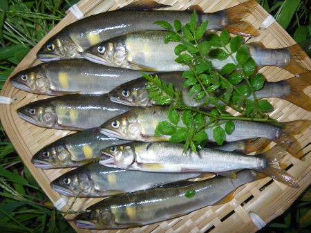 ♪♪♪　アユでアユを釣る　別の面白さが・・・・・・　♪♪♪