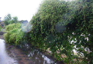 ★★　あかん　　これ以上雨風が続くと心配　★★